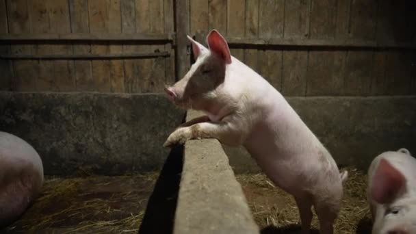 Фермі Старі Свині Відгороджені Від Маленьких Поросят — стокове відео