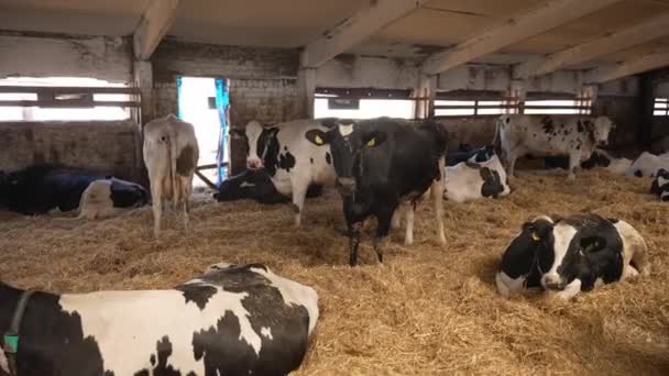 奶牛场 在农场里喂牛 — 图库视频影像
