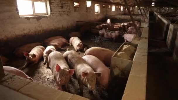 一群小猪跑来跑去 快乐地一起在工厂养猪 畜牧业和宠物的概念 — 图库视频影像
