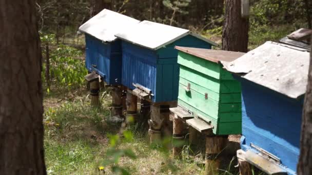 Méhkaptárak Virágnektárt Szállító Méheknek — Stock videók