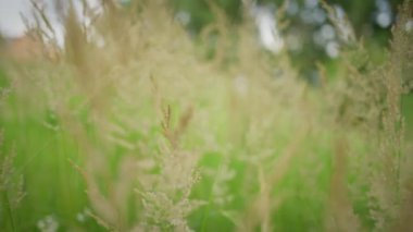 Yeşil çayır rüzgarda hışırdıyor ağır çekimde