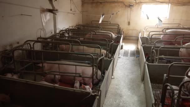 在一个现代化的农场里 一只母猪喂几头小猪 在农场里喂可爱的小猪 农场的笼子里有很多小猪 — 图库视频影像