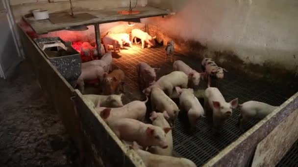 Varkens Een Moderne Industriële Varken Farm — Stockvideo