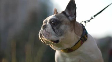 Bulldog tasmalı, portre manzaralı. Yürüyen hayvanlar.