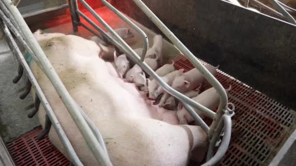 Рожеві Поросята Свинячою Фермою Розведення Свиней Фермі — стокове відео