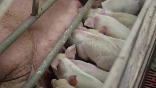 ポークだ 家畜が育っている ファーム 豚の繁殖 ブタとブタの近代的な農場 小さなブタは 顔料で遊び 餌を与えています 現代動物の家畜 肉生産工場での農場 — ストック動画