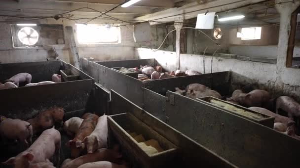 小白猪躲在铁栅栏后面为生产肉类而耕作 一家家庭拥有的农场动物饲养公司 — 图库视频影像