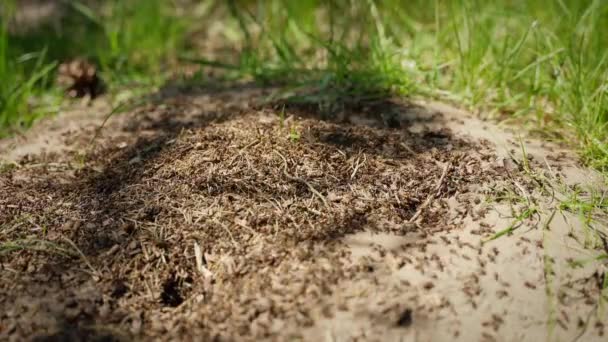 Formigueiro Close Formigas Ninho Formigas Fogo Rastejando Colina Formigas Floresta — Vídeo de Stock