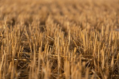 Ukrayna 'da hasat edilen buğday tarlaları