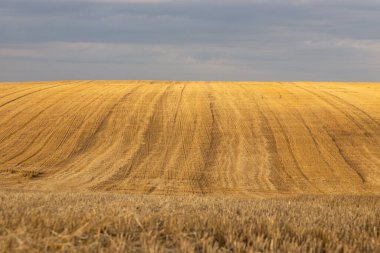 Ukrayna 'da hasat edilen buğday tarlaları