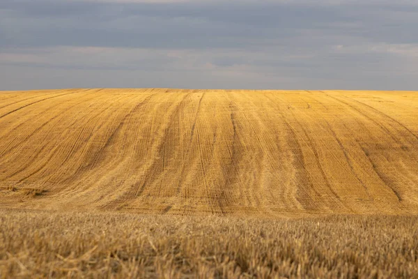 Ukrayna 'da hasat edilen buğday tarlaları