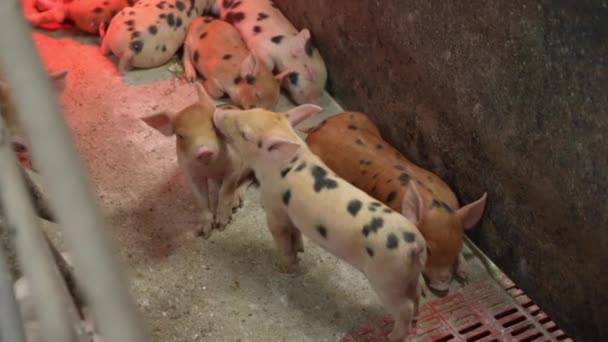 粉红的小猪在互相玩耍 — 图库视频影像