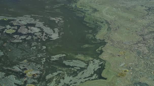 Förorenad Grön Flod Med Avfall Och Smutsiga Kemikalier Vattnet — Stockvideo