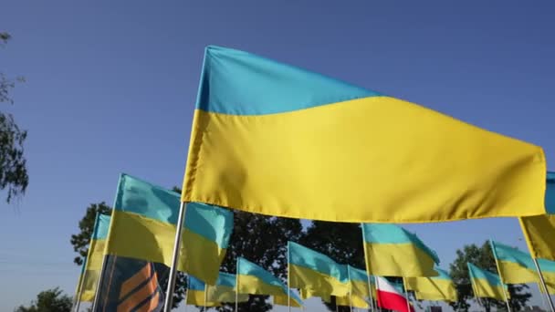 우크라이나의 노란색과 파란색 깃발은 무덤에서 떨어진 군인의 무덤을 러시아 우크라이나 — 비디오
