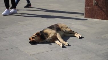 Büyük evsiz bir köpek bir yaz günü kaldırımda uyur. Sokak köpeklerinin kısırlaştırılması ve yontulması teması. Şehirde evsiz bir köpek. Köpek sahibi olma kavramını kaybetti.