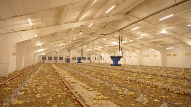 家禽の繁殖と農場で鶏を飼育する 暖房室にたくさんの小さな黄色い鶏がいる — ストック動画
