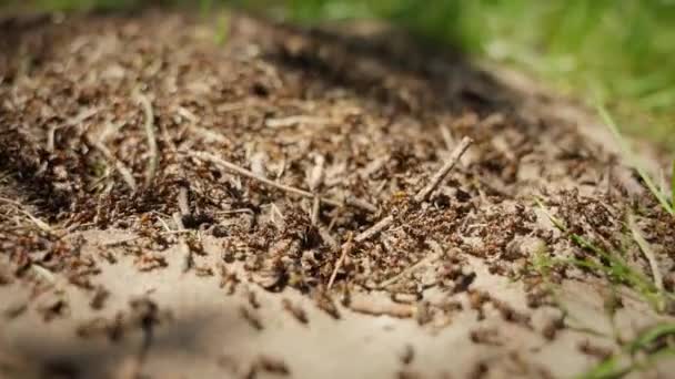 Uma Enorme Massa Formigas Vermelhas Floresta Swarming Superfície Formigueiro Tapete — Vídeo de Stock