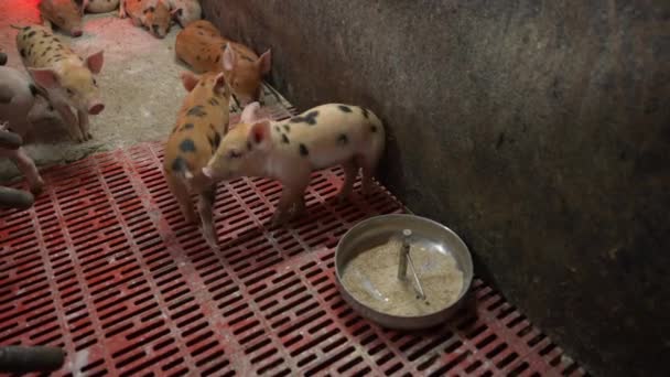 小猪与毛茸茸的母猪同日而语 — 图库视频影像