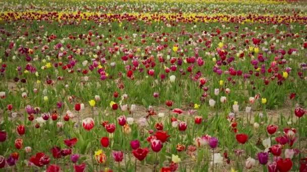 Pole Zářivých Červených Tulipánů Panorama Barevných Tulipánových Polí Holandsku — Stock video