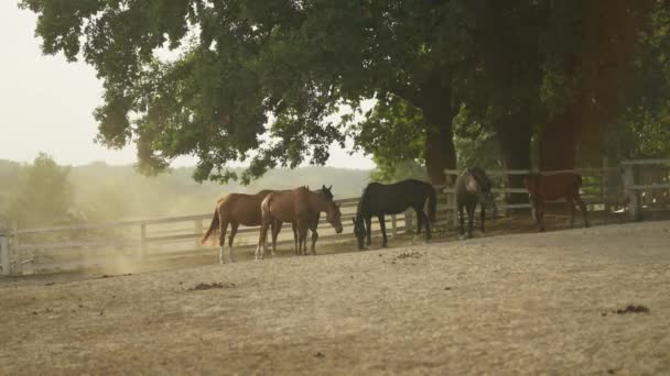 Grupo Cavalos Pastando Juntos Andando Torno Pasto Verde Uma Fazenda — Vídeo de Stock