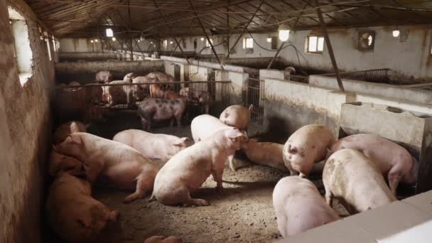 Schweinemastanlage Mit Vielen Schweinen Moderne Landwirtschaftliche Schweinemast — Stockvideo