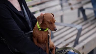 Bilinmeyen bir kadın bahçede bir bankta oturuyor ve elinde bir köpek tutuyor.
