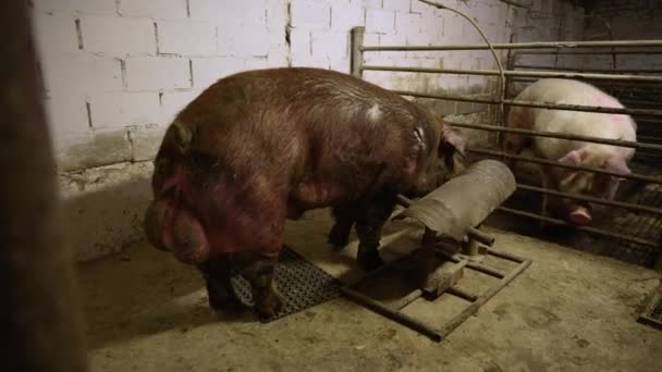 农场内饲养和繁殖猪 — 图库视频影像