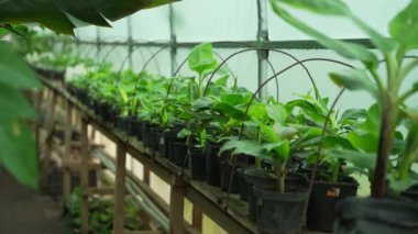 Genç yeşil anubis filizleri bir serada saksılarda yetişir..