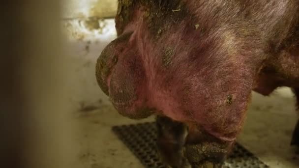 在猪场的一个猪舍里 一只大小包的公猪正在给幼小的母猪授精 — 图库视频影像