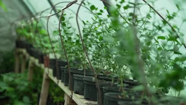 Zielone Sadzonki Rosną Szklarni Szklarnia Uprawy Egzotycznych Roślin Dla Ogrodu — Wideo stockowe