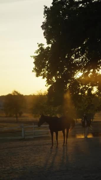 Повільний Рух Сімейства Чистокровних Коней Пасуться Ранчо Огороджене Пасовище Заході — стокове відео
