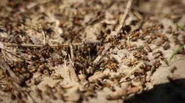 Karıncalar küçük dallar ve toprakla bir karınca yuvası inşa ediyorlar.