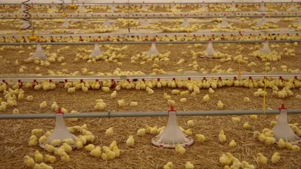 Flock Small Chickens Farm Breeding Natural Poultry Farming Meat Production — Stock Video