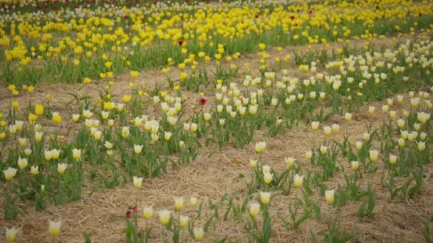 Flores Amarillas Tulipán Creciendo Campo Moción Lenta — Vídeo de stock