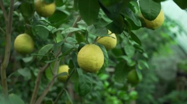 Limon ağacı, olgun limonlar ağaçta asılı. Serada limon yetiştiriyorlar, narenciye bahçesinde. Taze meyve hasadı