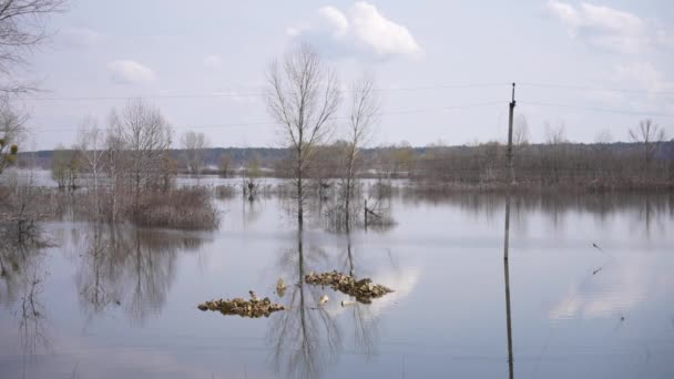 Campos Agrícolas Inundados Primavera Inundações Campo — Vídeo de Stock