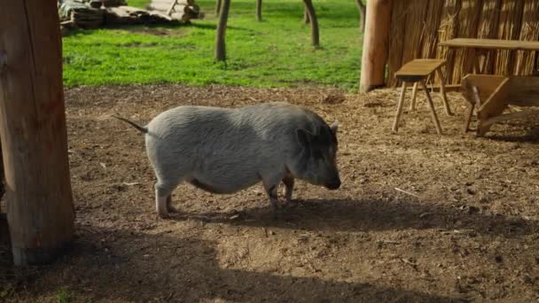 放大的图像是一只灰色的猪 它的鼻孔很大 为了寻找橡子而挖地 — 图库视频影像