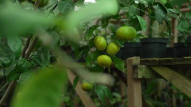 Lezzetli meyvelerle dolu organik mandalina ağacı, tarla manzarası, büyüme ve hasat.