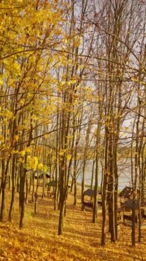 Doğanın sonbahar arka planında, güneşli havalarda, sarı çimenler ve nehir kıyısının yakınındaki ormanda dökülen sarı yapraklar. Sonbahar zamanının resimli manzaraları.