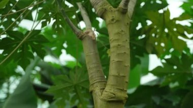 Papaya ağaçta yetişen tatlı yeşil bir meyvedir.