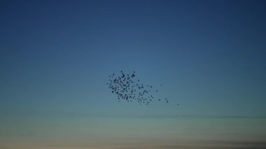 Karga sürüsü ile kara bulutlu bir manzara. Yavaş Hareket Uçan kara kuşlarla bulutlu gökyüzünün görüntüsü.