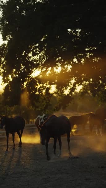 Flock Hästar Som Betar Ranch Vid Solnedgången — Stockvideo