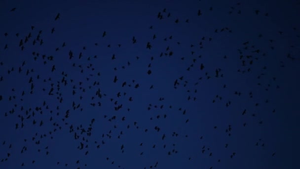 Een Zwerm Vogels Vliegt Door Lucht Chaos Dood Concept Een — Stockvideo