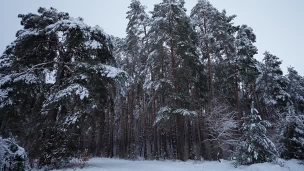 Zimní Krajina Borovicemi Pokryté Sněhem Smrkovém Lese Chladné Zimě Během — Stock video
