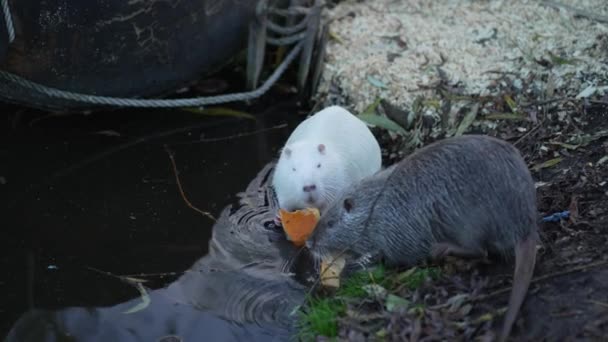 Weiße Und Graue Nutrias Essen Einem Sonnigen Herbsttag Kürbisstücke Flussufer — Stockvideo