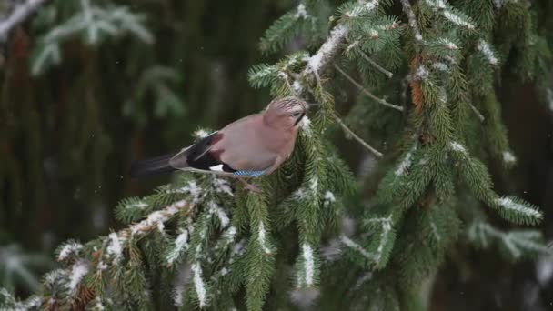 Der Vogel Flog Auf Einen Verschneiten Weihnachtsbaum Und Setzte Sich — Stockvideo