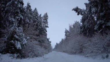 Karla kaplı ormanla çevrili görkemli dağ vadisini keşfediyorlar.