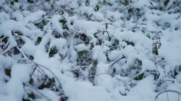 Βούρτσες Καλυμμένες Αφράτο Χιόνι Στο Δάσος Χειμώνα — Αρχείο Βίντεο