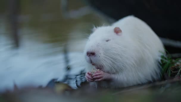 一只可爱的野生毛茸茸的白色营养品把食物放在爪子里 慢动作 — 图库视频影像