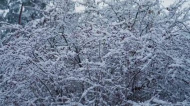 Karlı viburnum dalına yakın çekim. Beyaz pofuduk kar bir dalın üzerinde yatıyor. Soğuk rüzgarda sallanan karla kaplı bir ağaç. Soğuk bir kış gününde, donmuş bir ormanda güzel bir manzara..